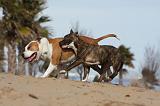 AMSTAFF  ADULT & PUPPIES 043